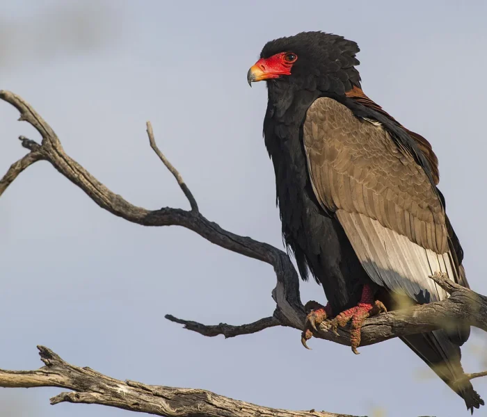 Bateleur Eagle