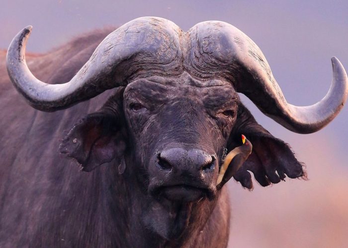 Buffalo