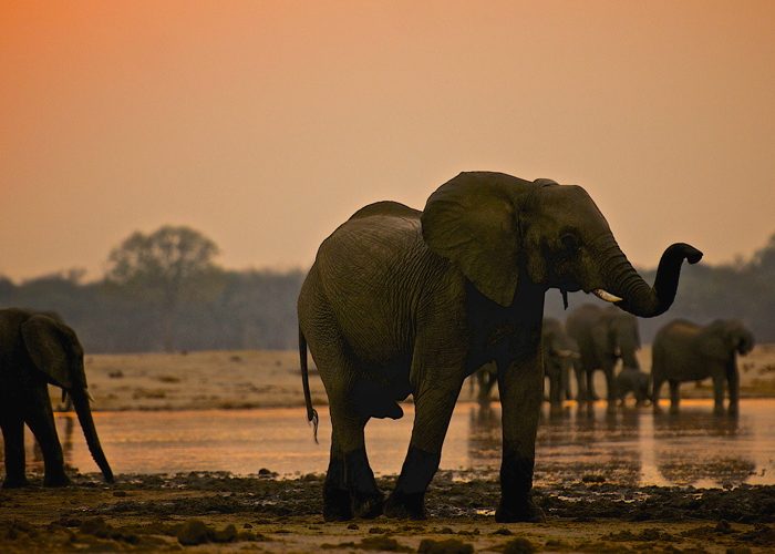 Elephants