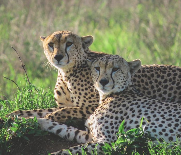 Family Safaris
