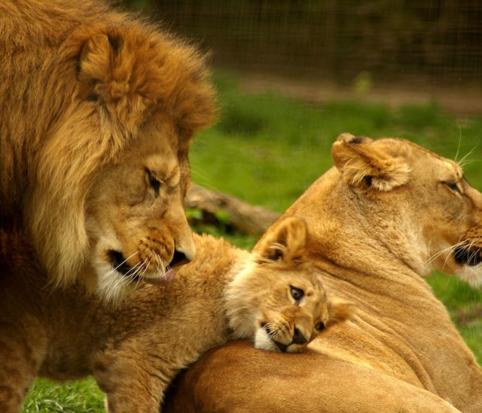 Family Safaris in Tanzania