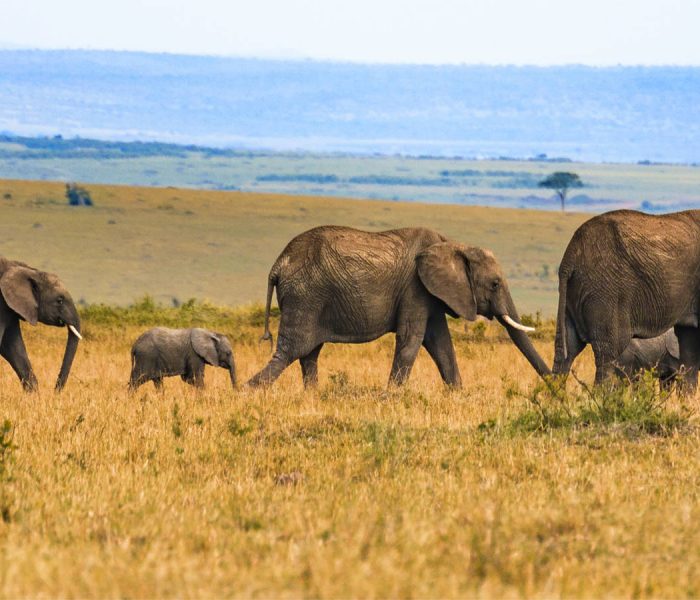 Family Safaris in Tanzania1