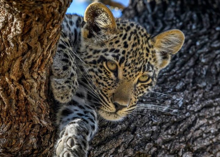 Leopards1