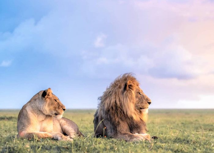 Lions- The Kings of the Jungle