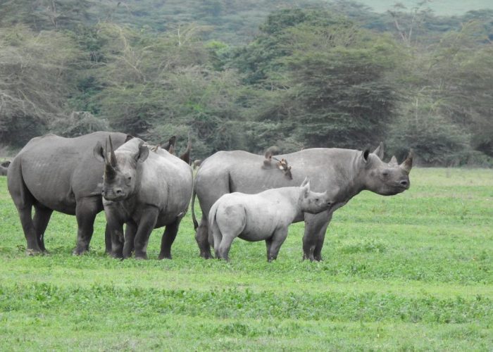 Rhinoceros